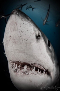 A great white comes in close to check out my camera by Joshua Schellenberg 